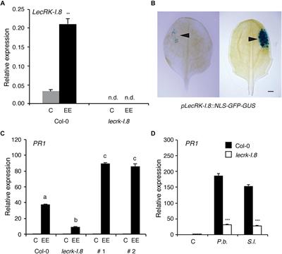 The Arabidopsis Lectin Receptor Kinase LecRK-I.8 Is Involved in Insect Egg Perception